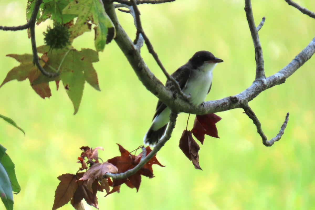 eBird Checklist 2 Jul 2025 - 1200