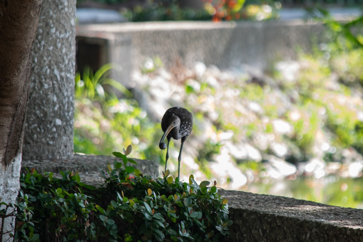 Limpkin - ML638602639