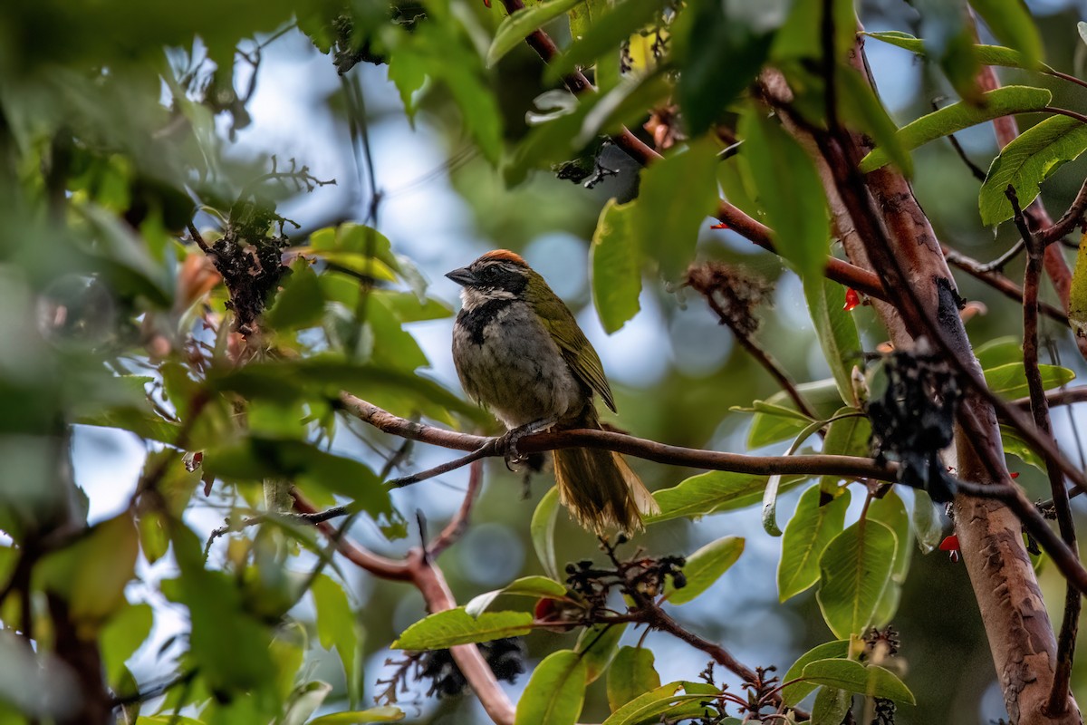 Collared Towhee - ML638602657