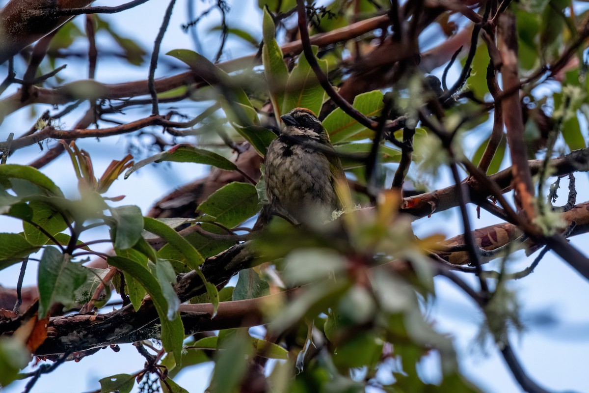 Collared Towhee - ML638602659