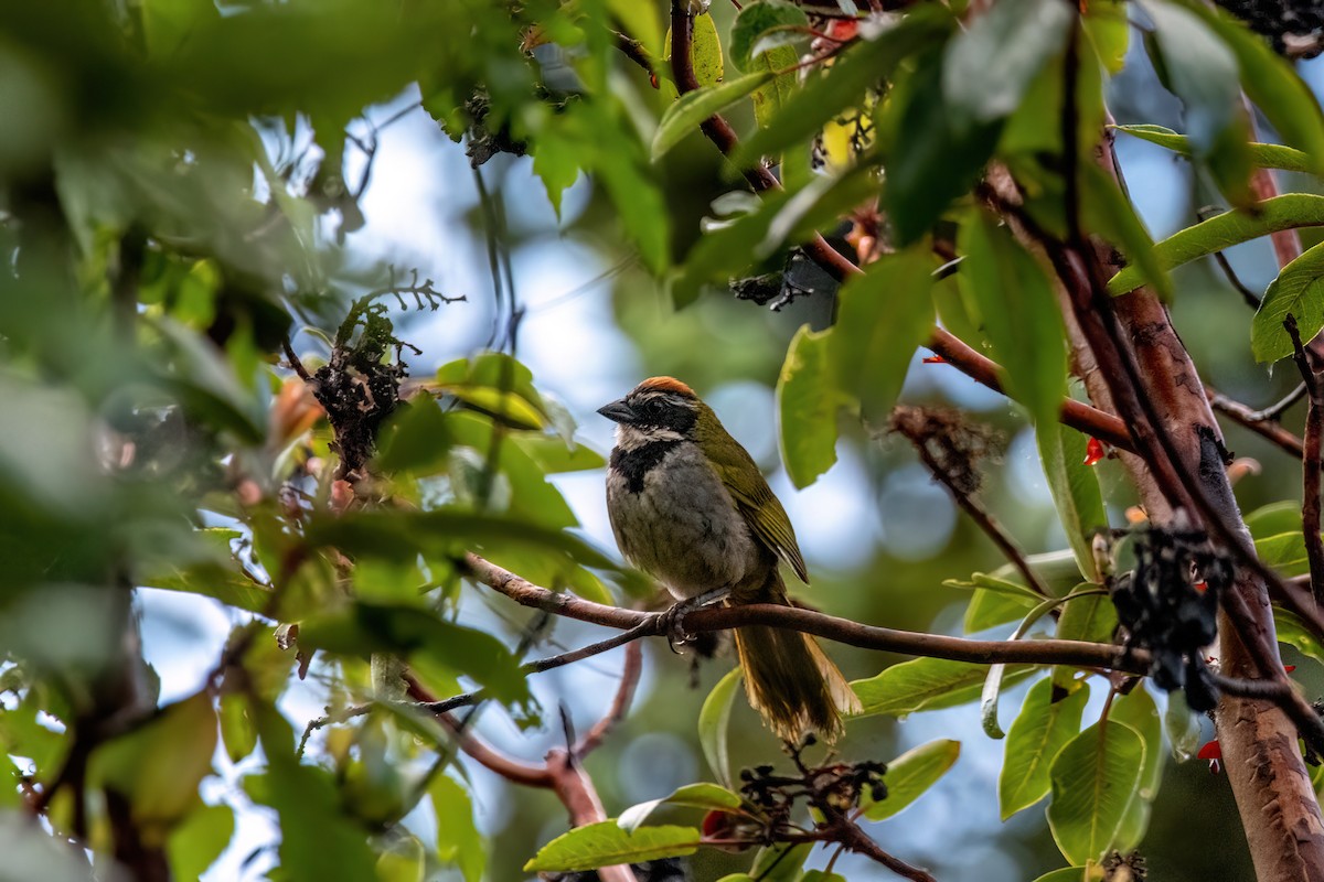 Collared Towhee - ML638602666
