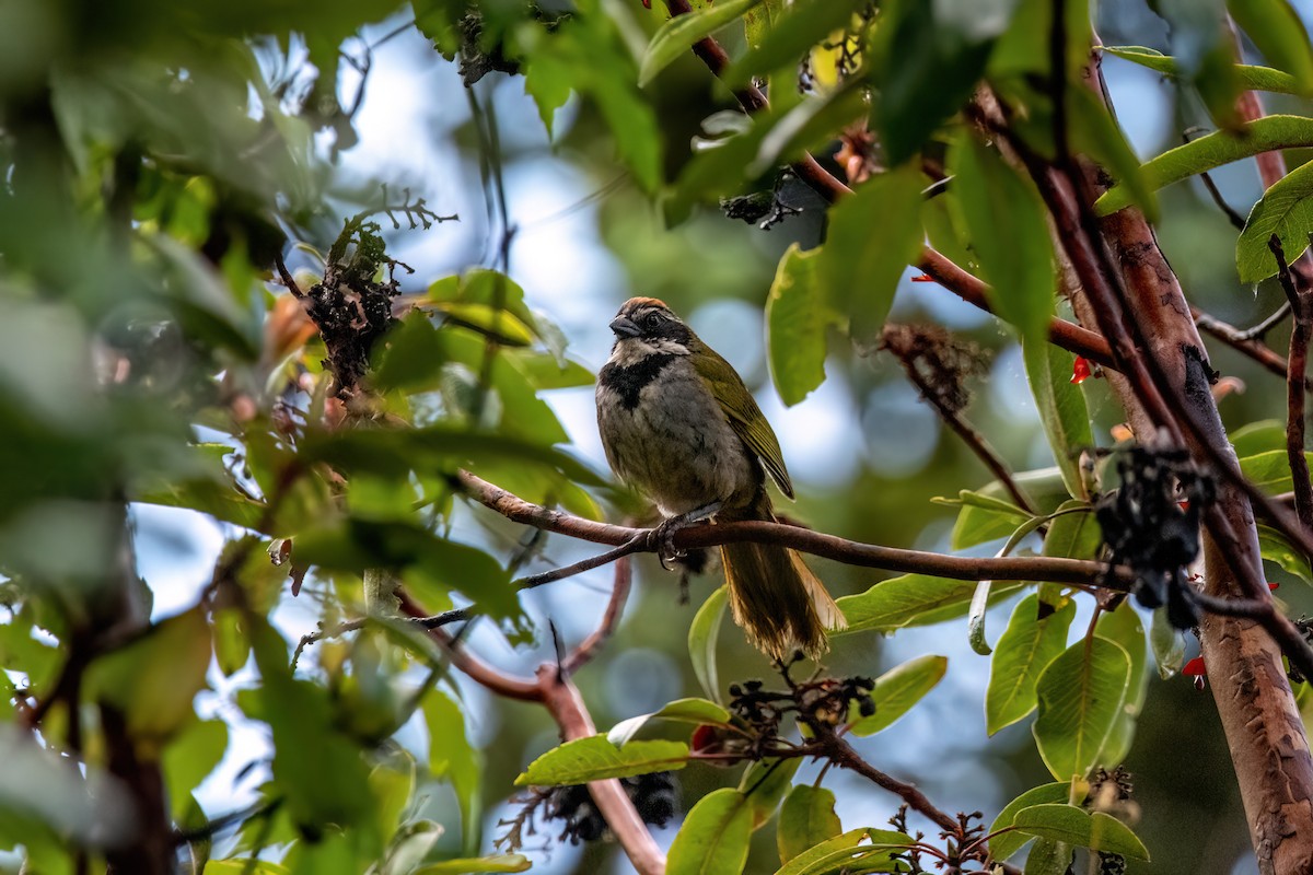 Collared Towhee - ML638602667