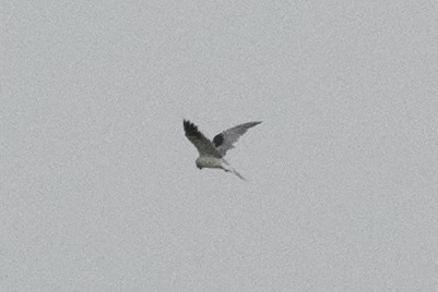 White-tailed Kite - ML638602694