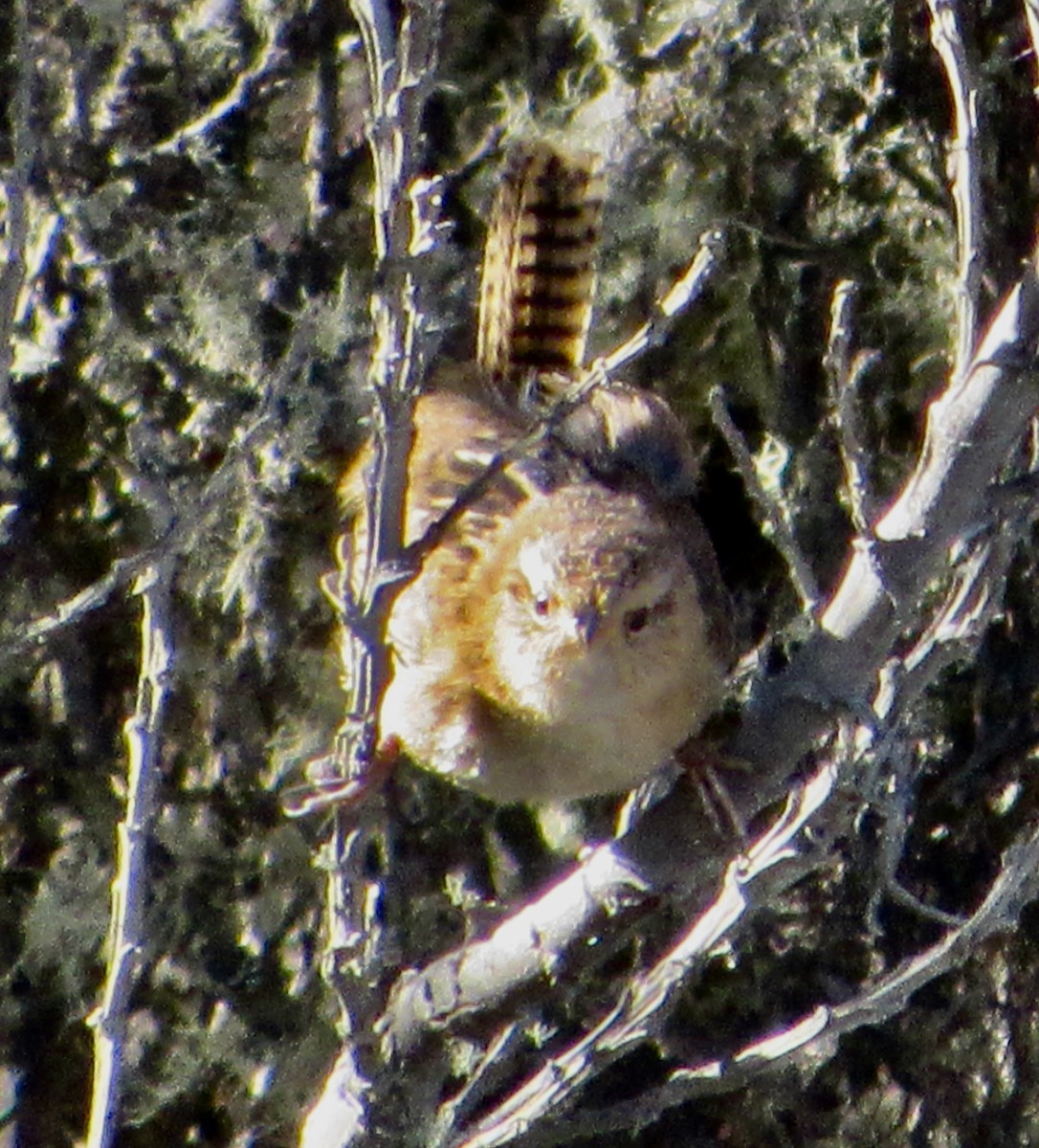 Grass Wren - ML638602709