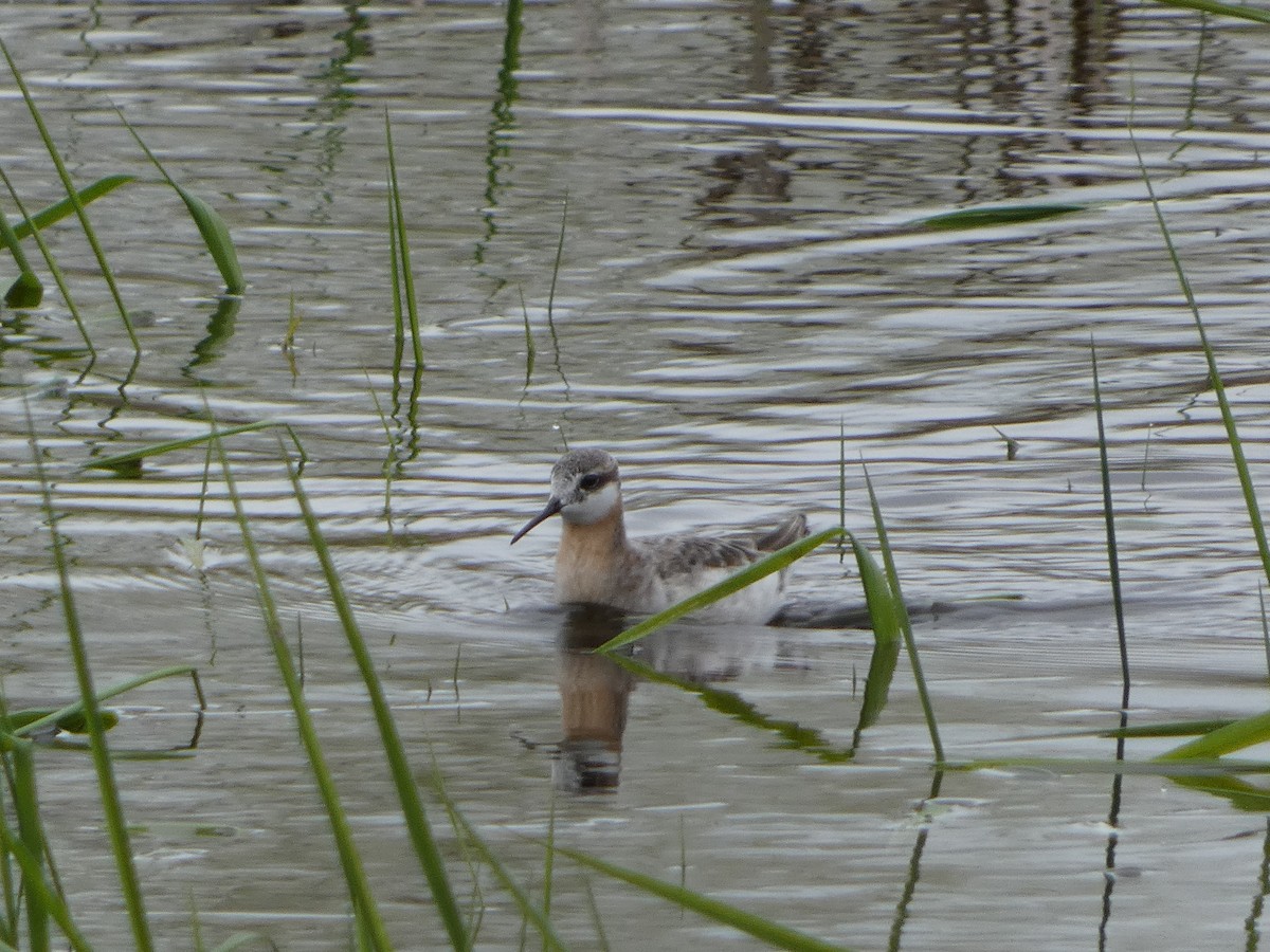 Wilson's Phalarope - ML638602712