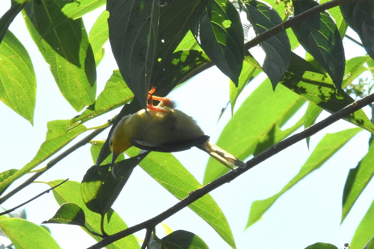 Orange-fronted Plushcrown - ML638602719