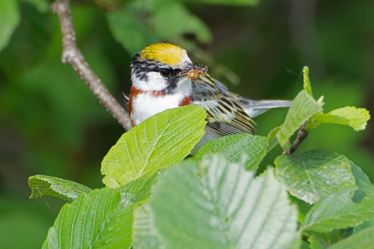 Chestnut-sided Warbler - ML638602768