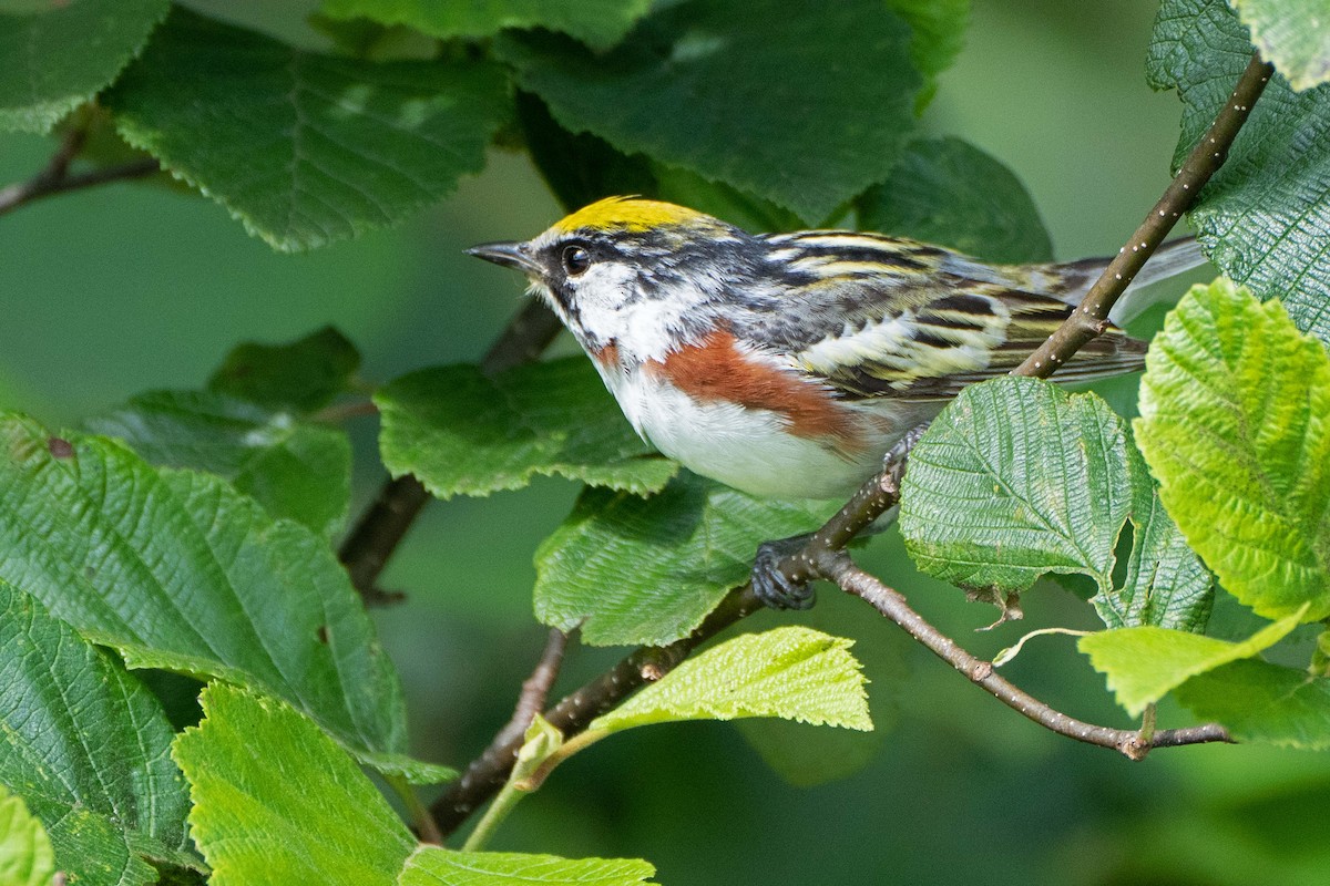 Chestnut-sided Warbler - ML638602769