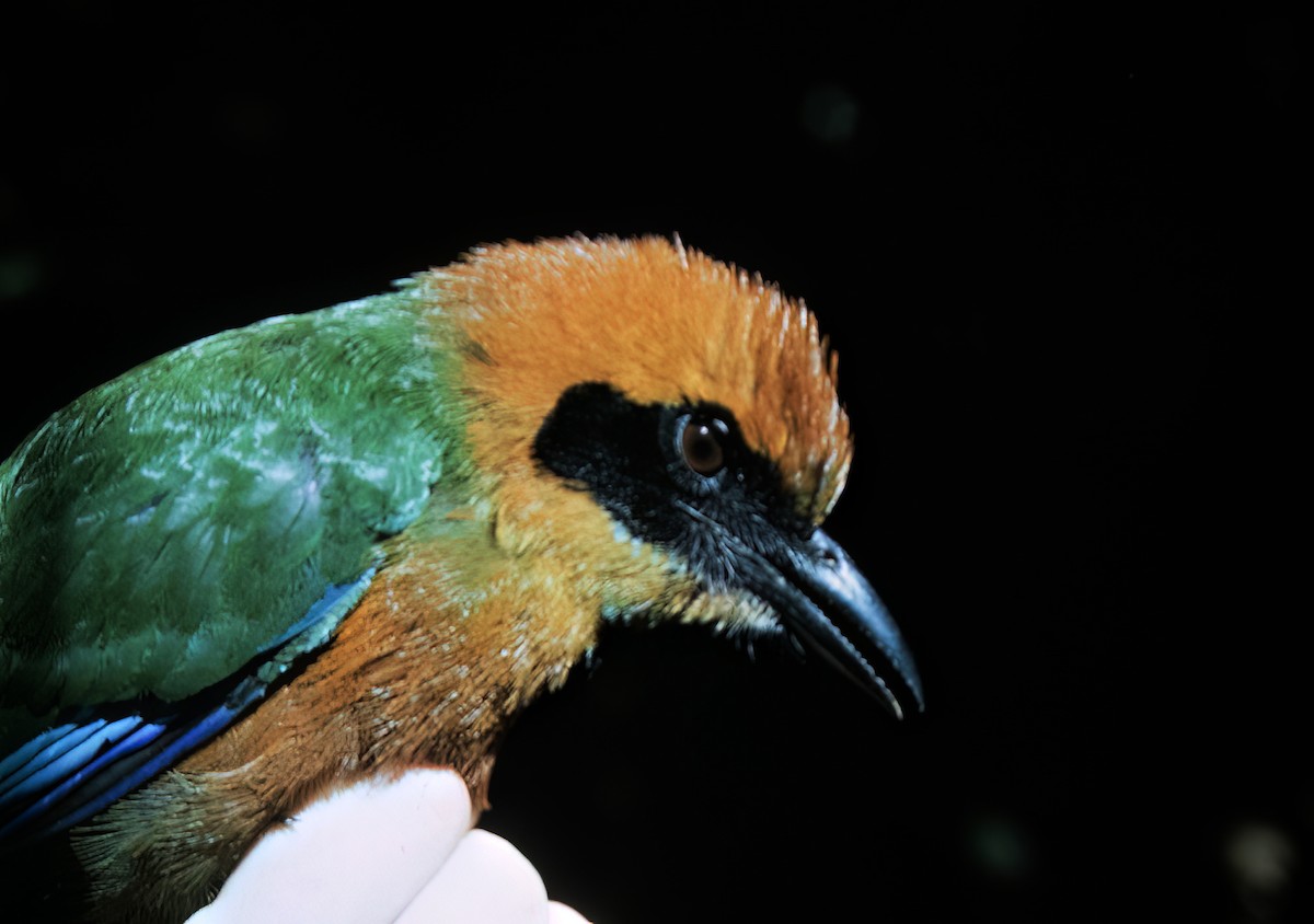 Rufous Motmot - ML638602775