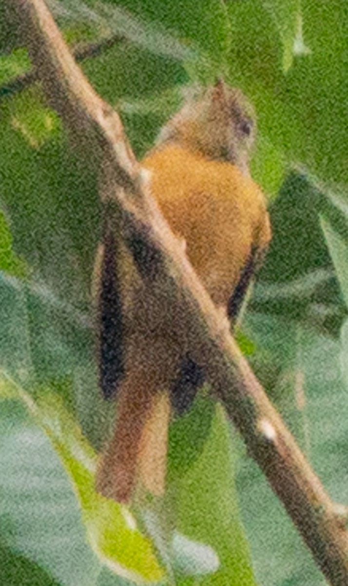 Титиари - ML638602783