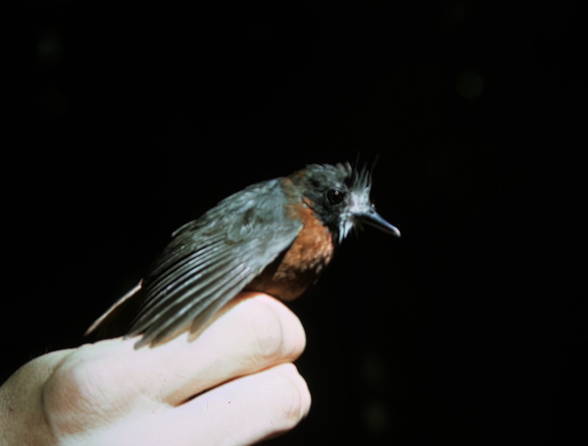 White-plumed Antbird - ML638602834