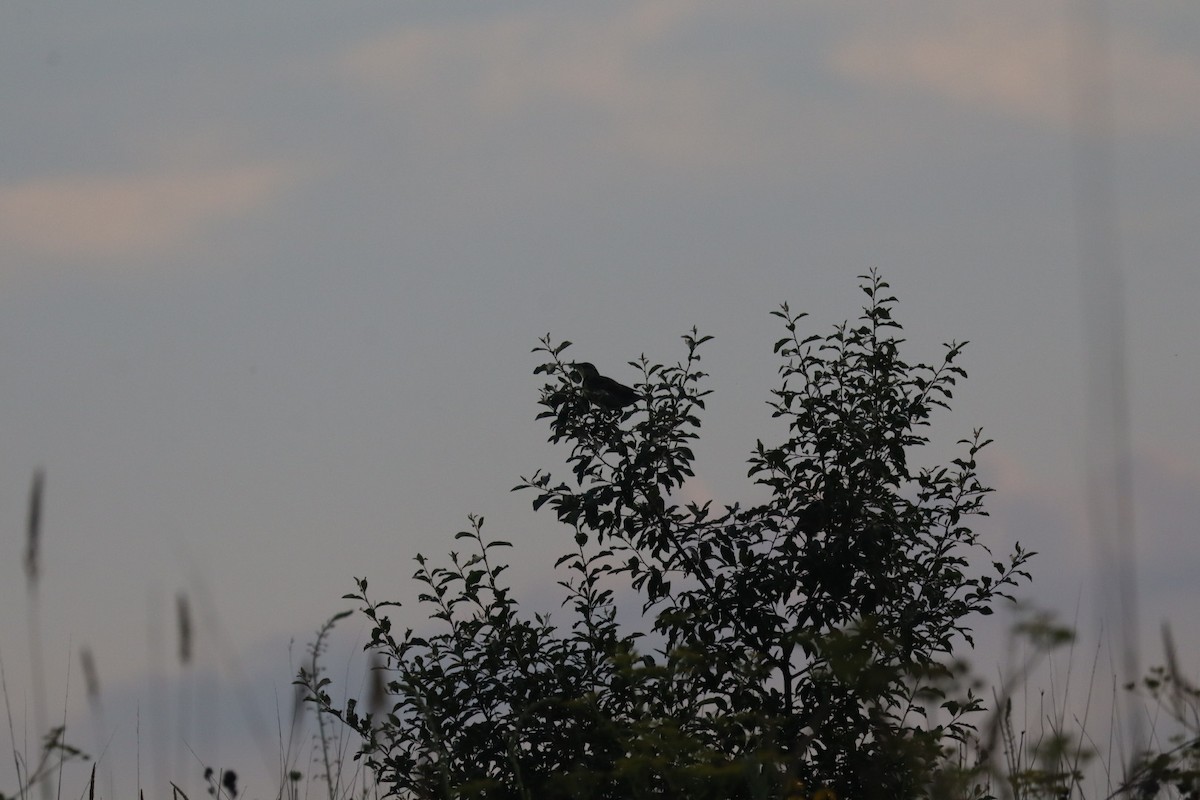 Eastern Meadowlark (Eastern) - ML638602850
