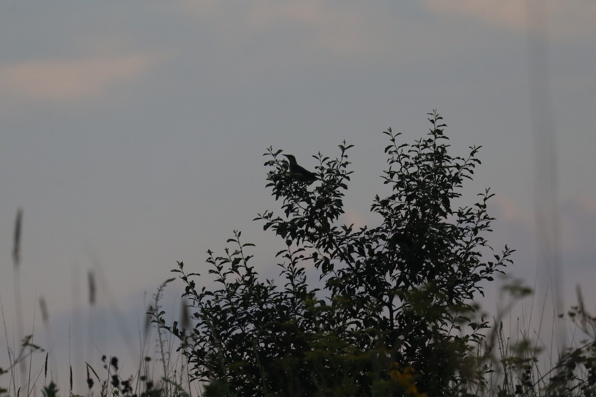 Eastern Meadowlark (Eastern) - ML638602851