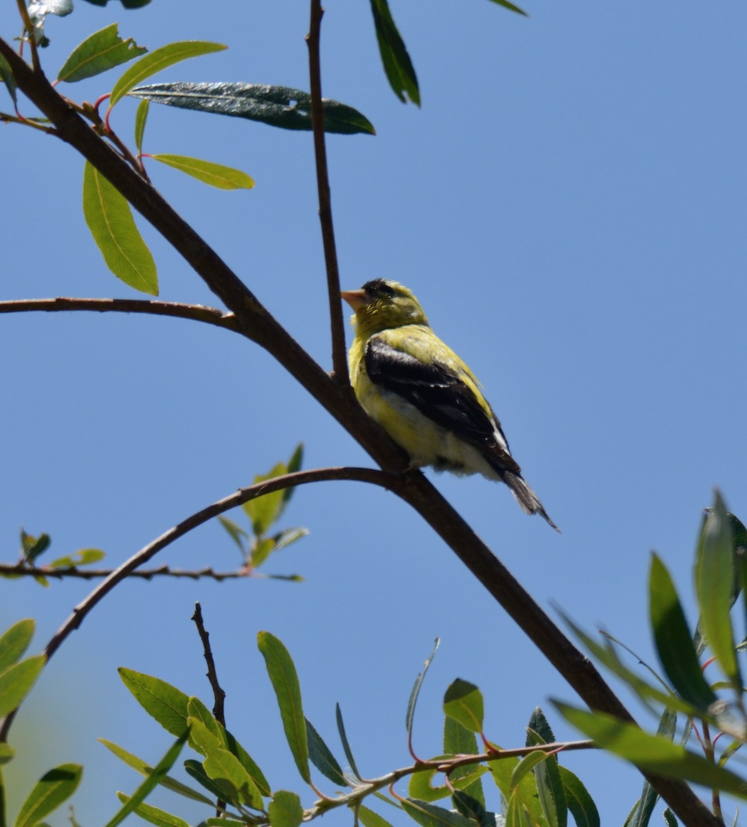 American Goldfinch - ML638602875