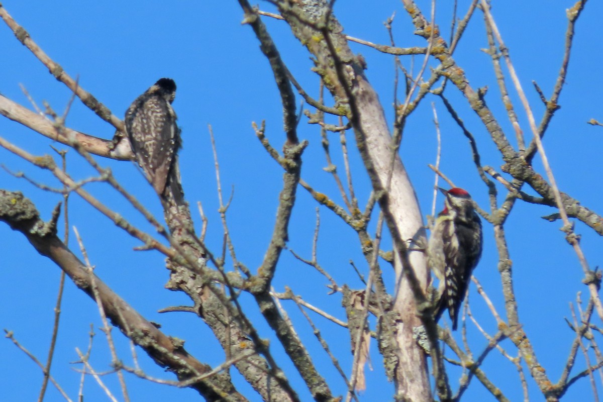 Yellow-bellied Sapsucker - ML638602902