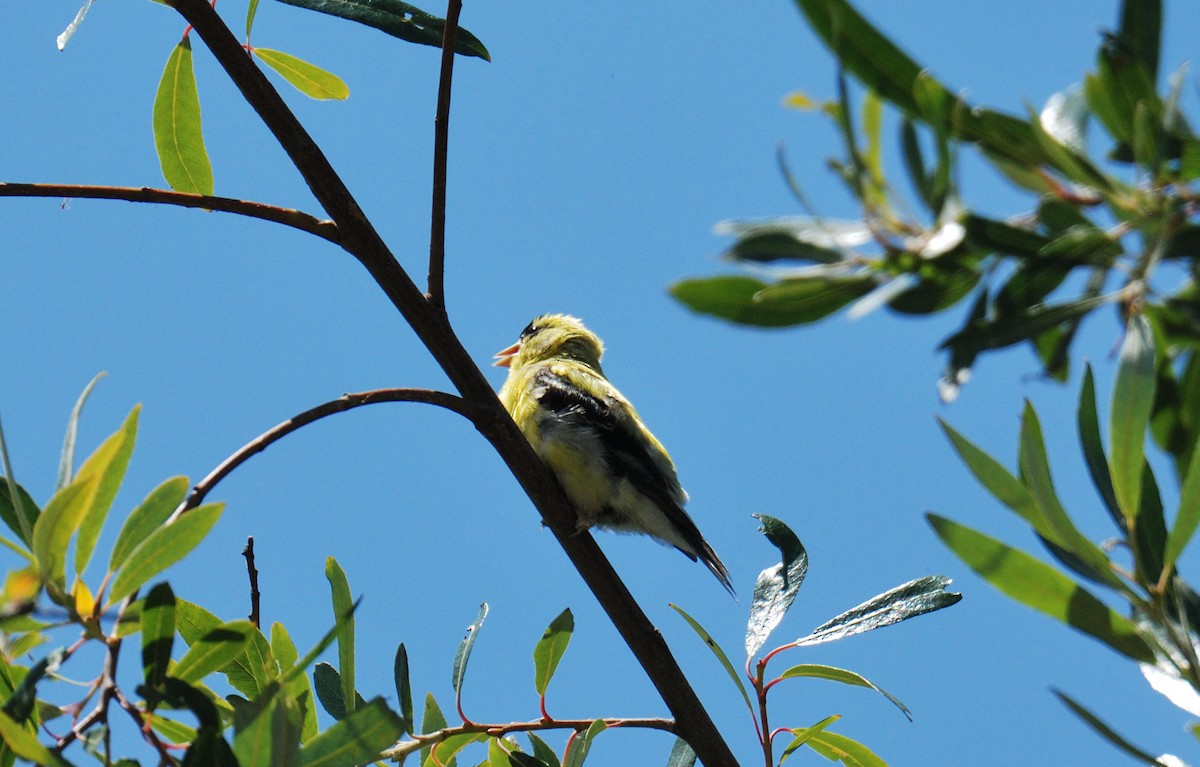 American Goldfinch - ML638602944