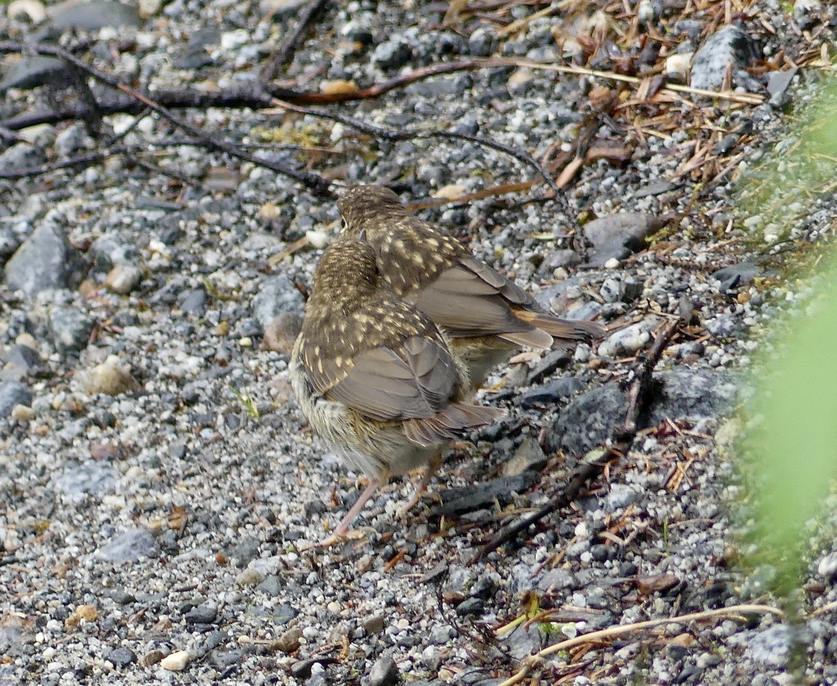 Hermit Thrush - ML638602984