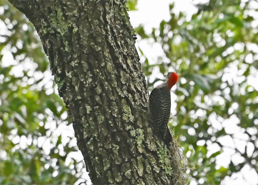 Red-bellied Woodpecker - ML638602985