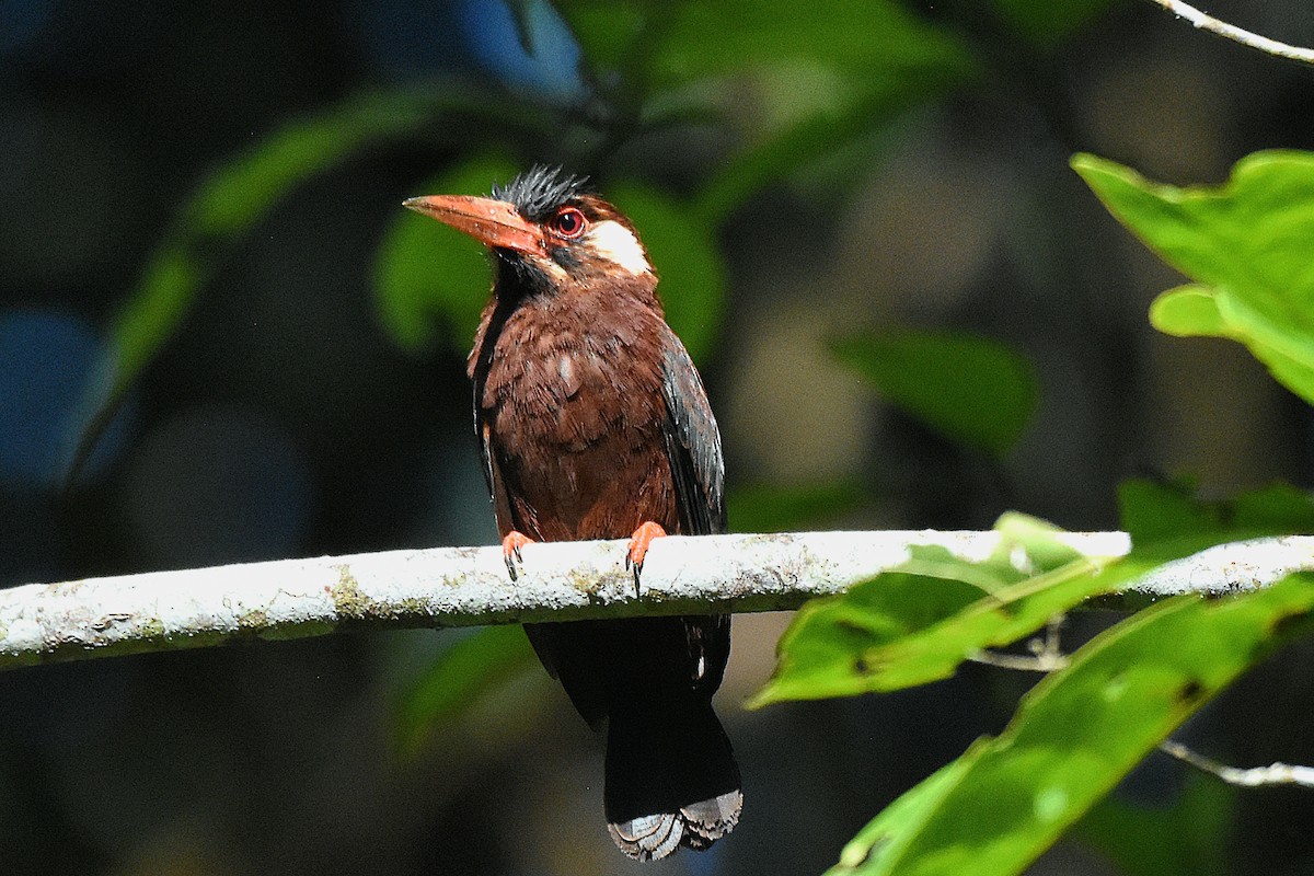 White-eared Jacamar - ML638602987