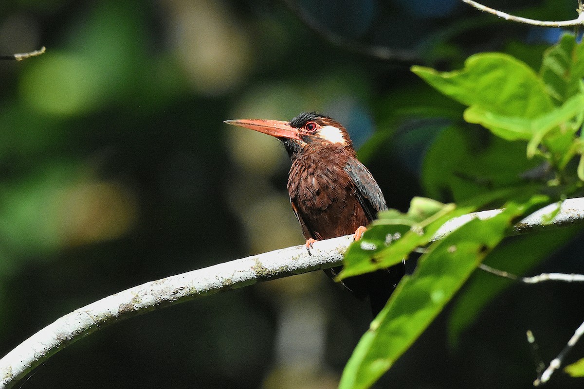 White-eared Jacamar - ML638602988
