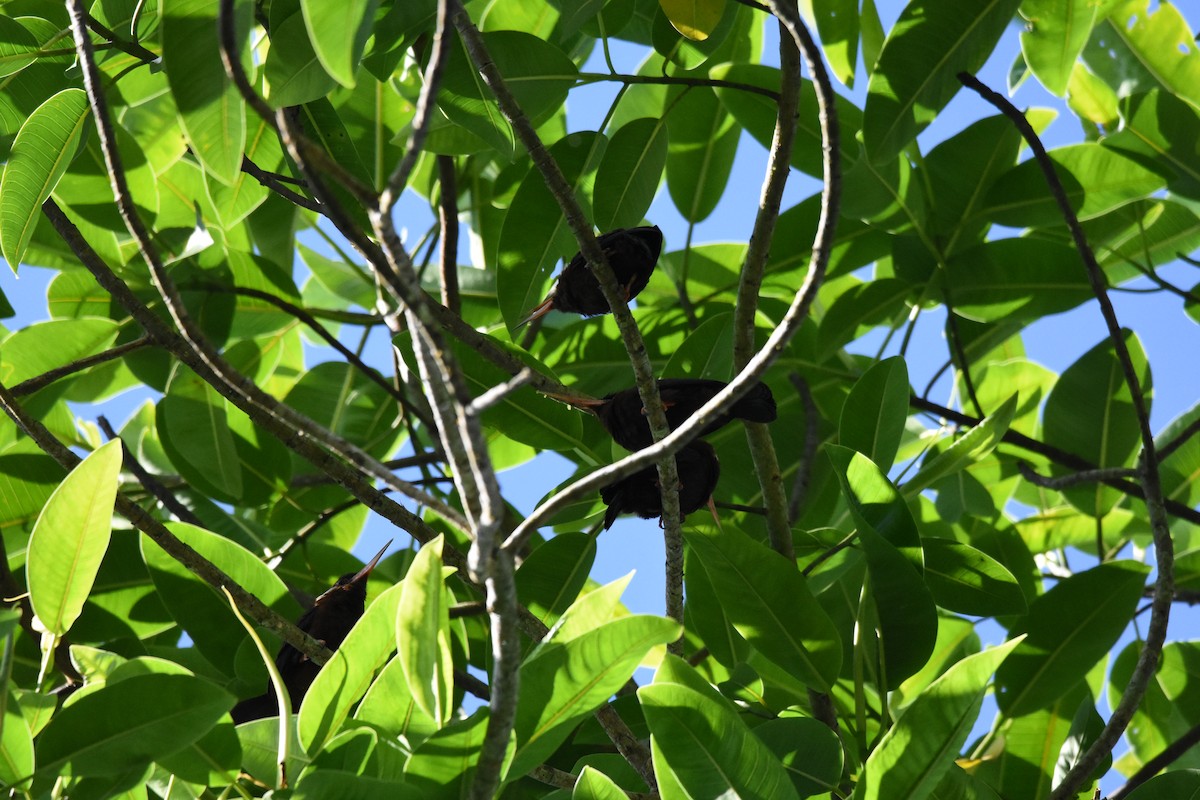 White-eared Jacamar - ML638602989