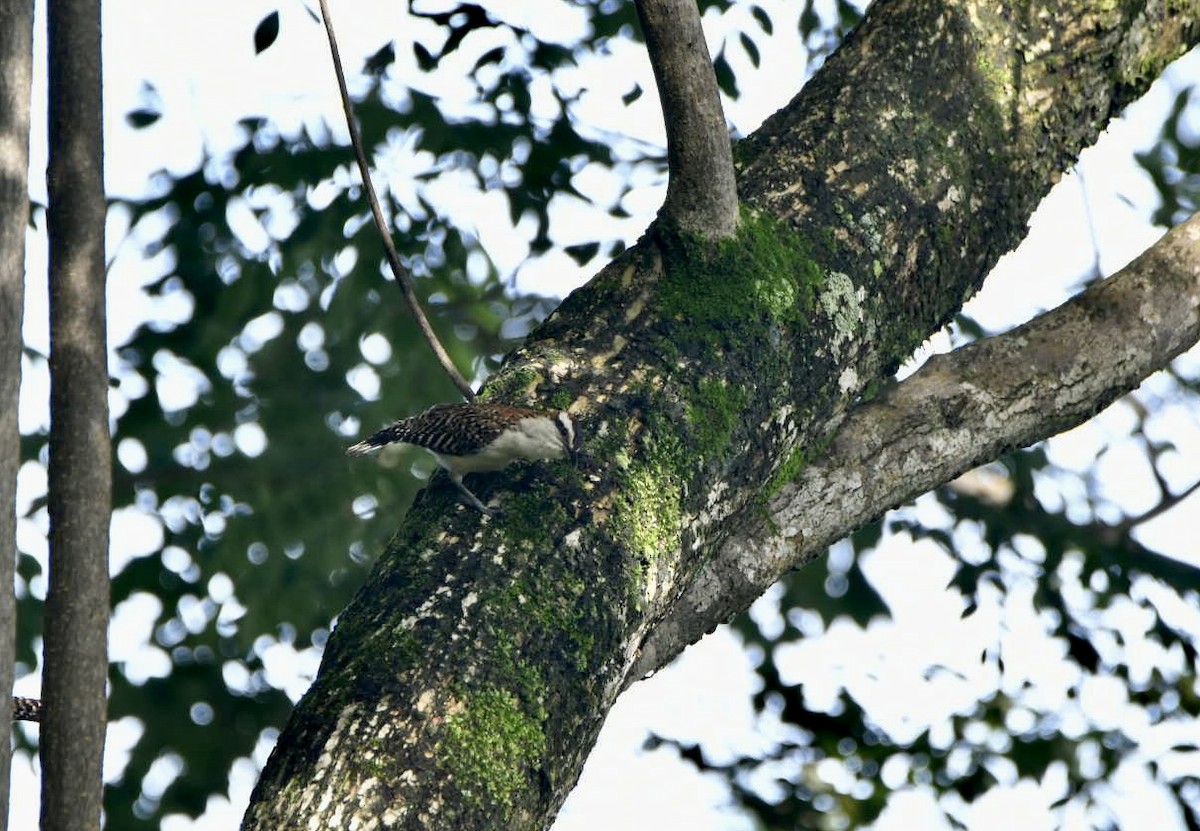 Rufous-backed Wren - ML638602992