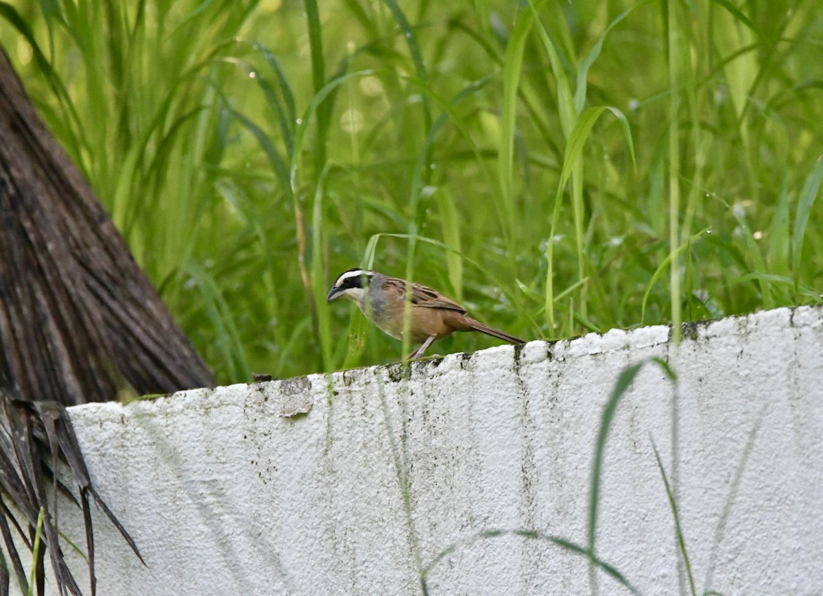 Stripe-headed Sparrow - ML638603001