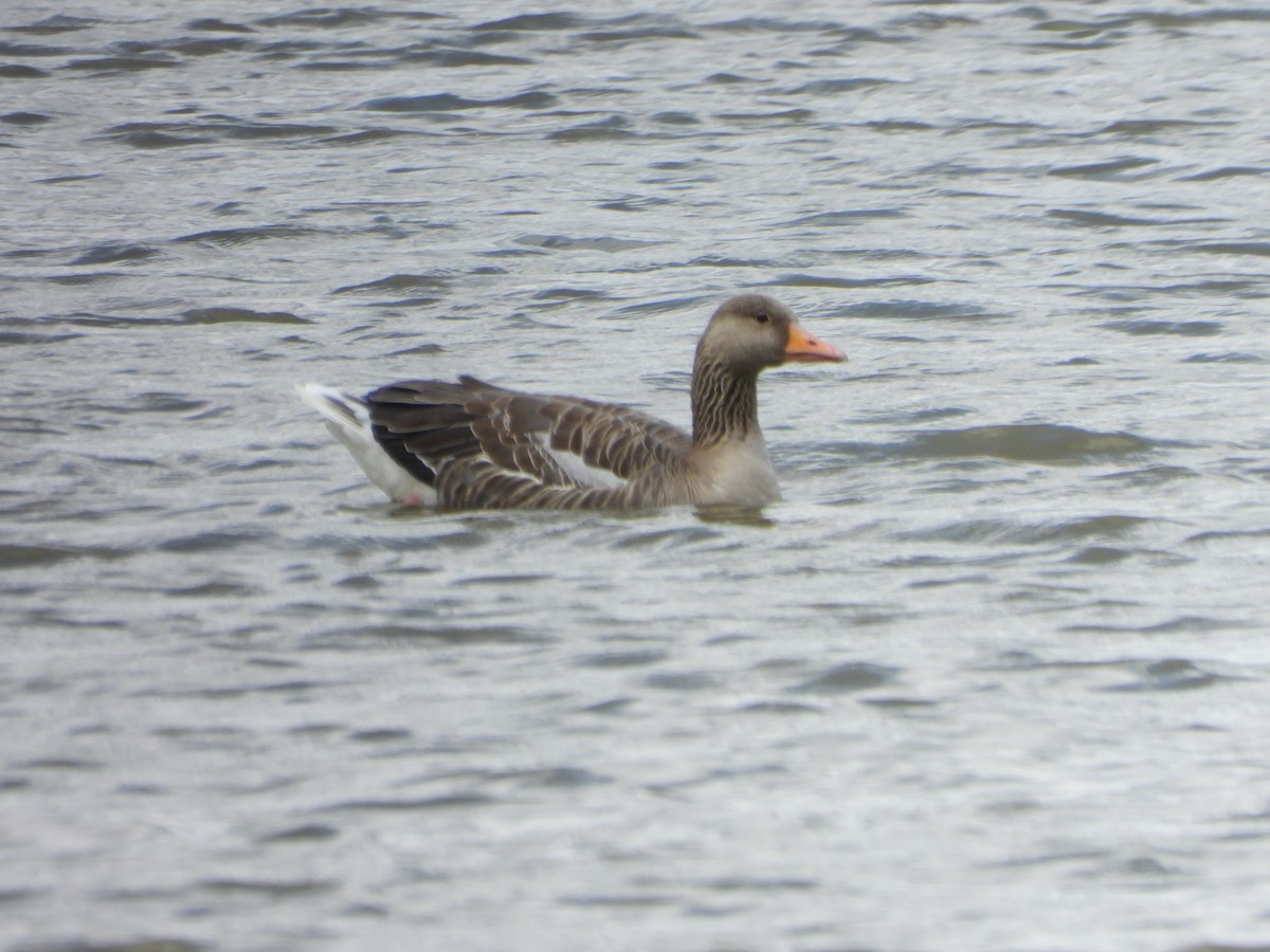 Graylag Goose - ML638603008