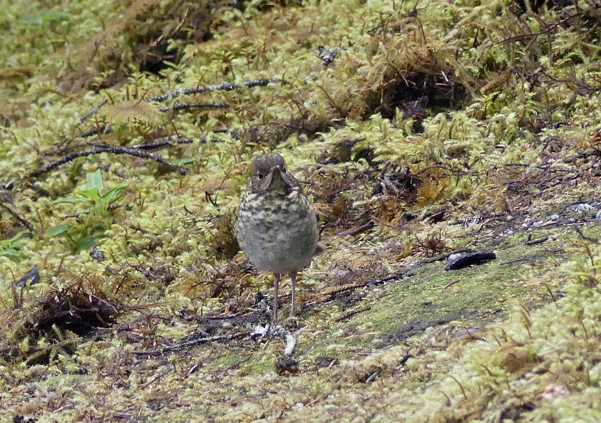 Hermit Thrush - ML638603013