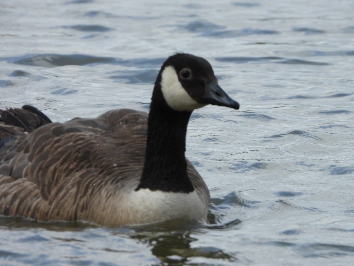 Canada Goose - ML638603025