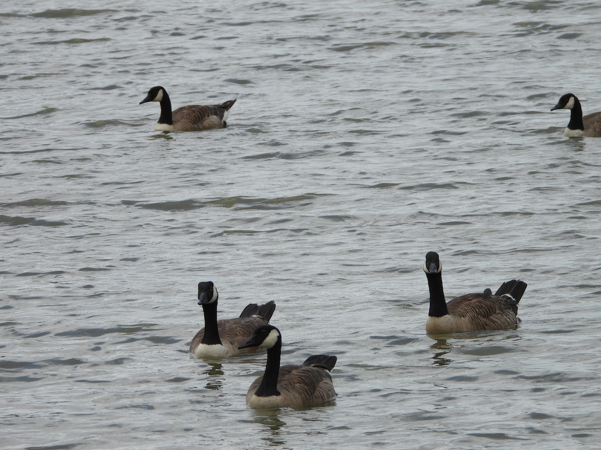 Canada Goose - ML638603026