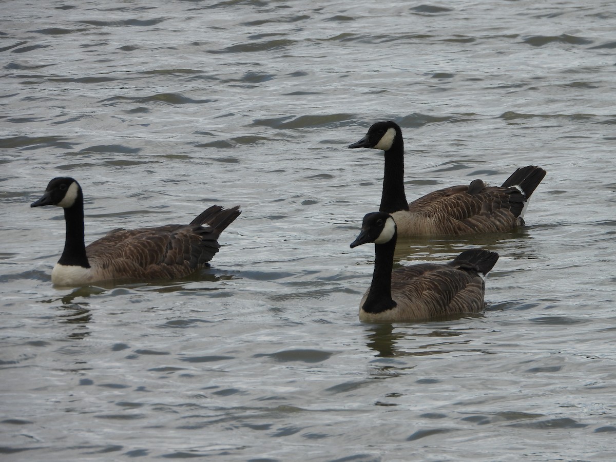 Canada Goose - ML638603027