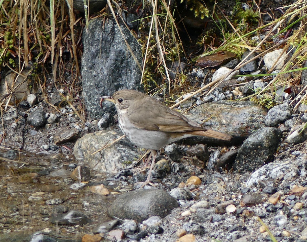Hermit Thrush - ML638603044
