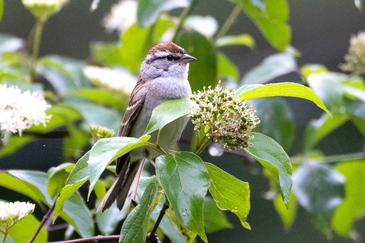 Chipping Sparrow - ML638603067