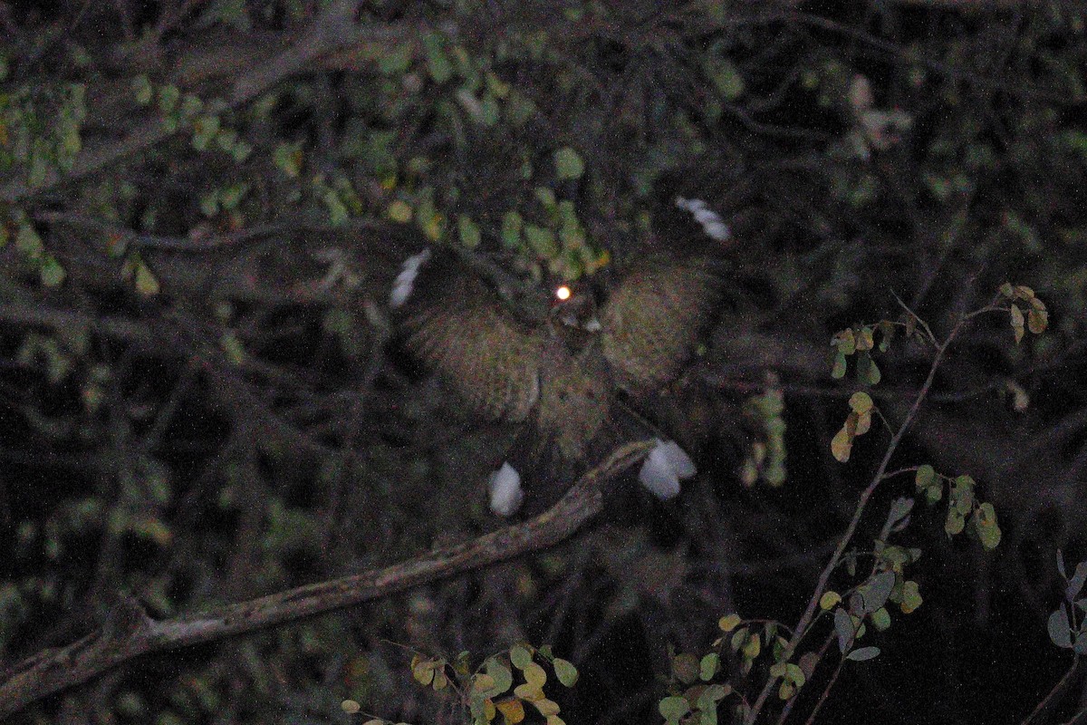 Fiery-necked Nightjar - ML638603122