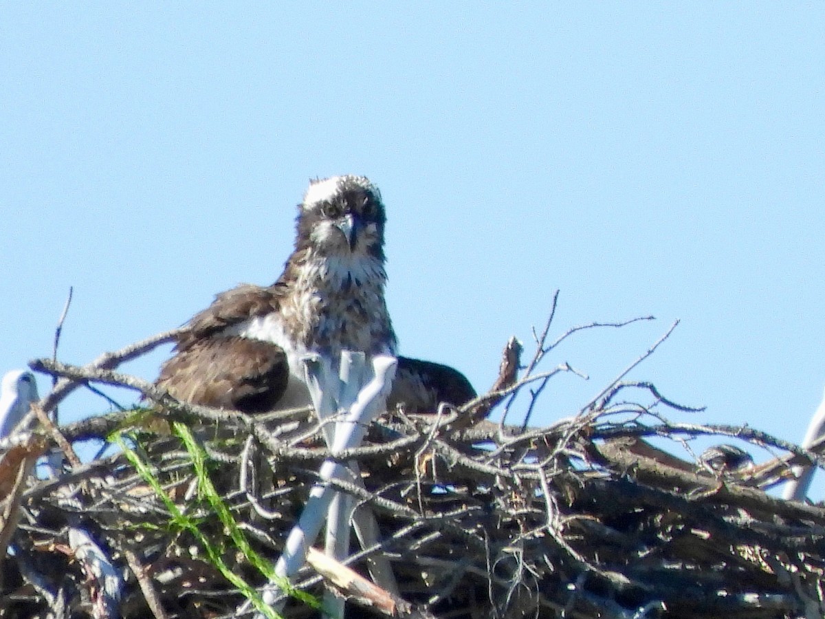 Скопа - ML638603139