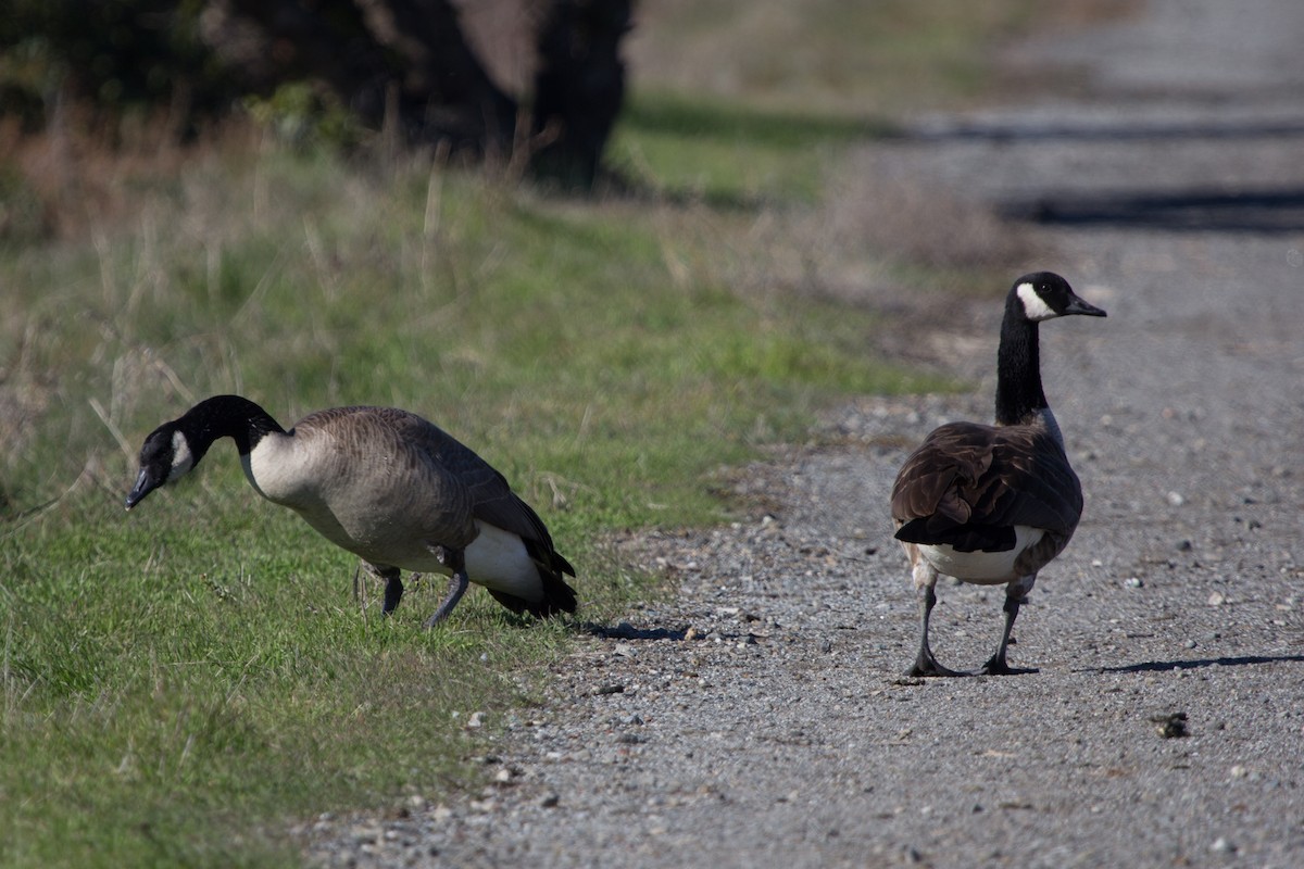 Canada Goose - ML638603148