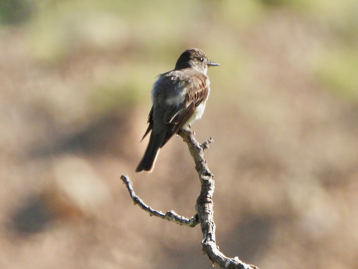 Западный пиви - ML638603154