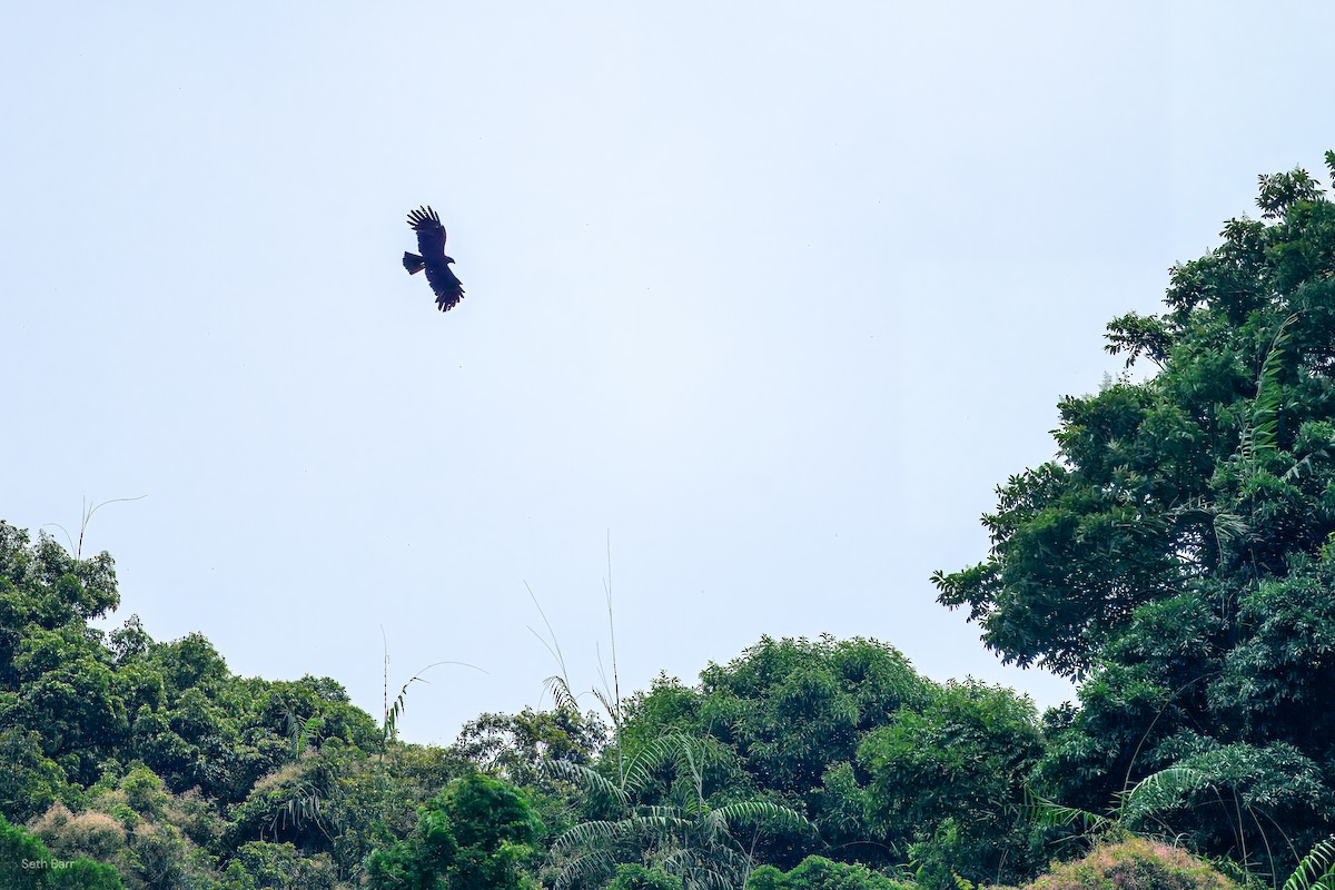 Black Eagle - ML638603160