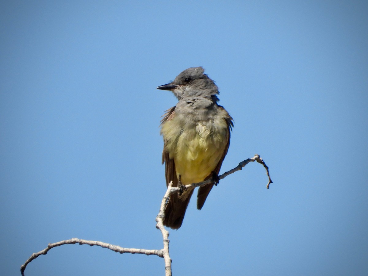 Серогрудый тиранн - ML638603166