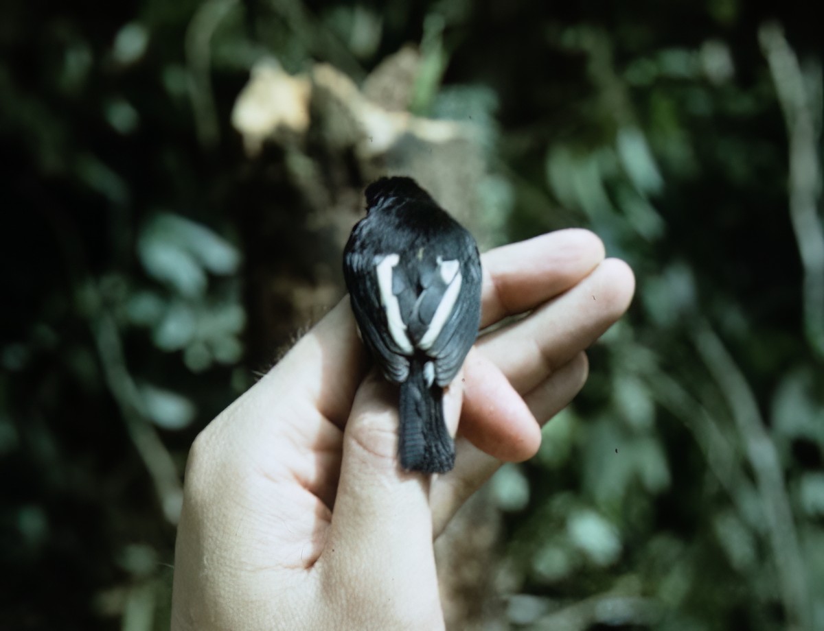 Black-and-white Tody-Flycatcher - ML638603178