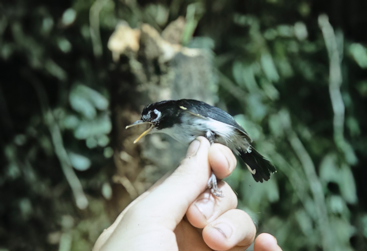 Black-and-white Tody-Flycatcher - ML638603179