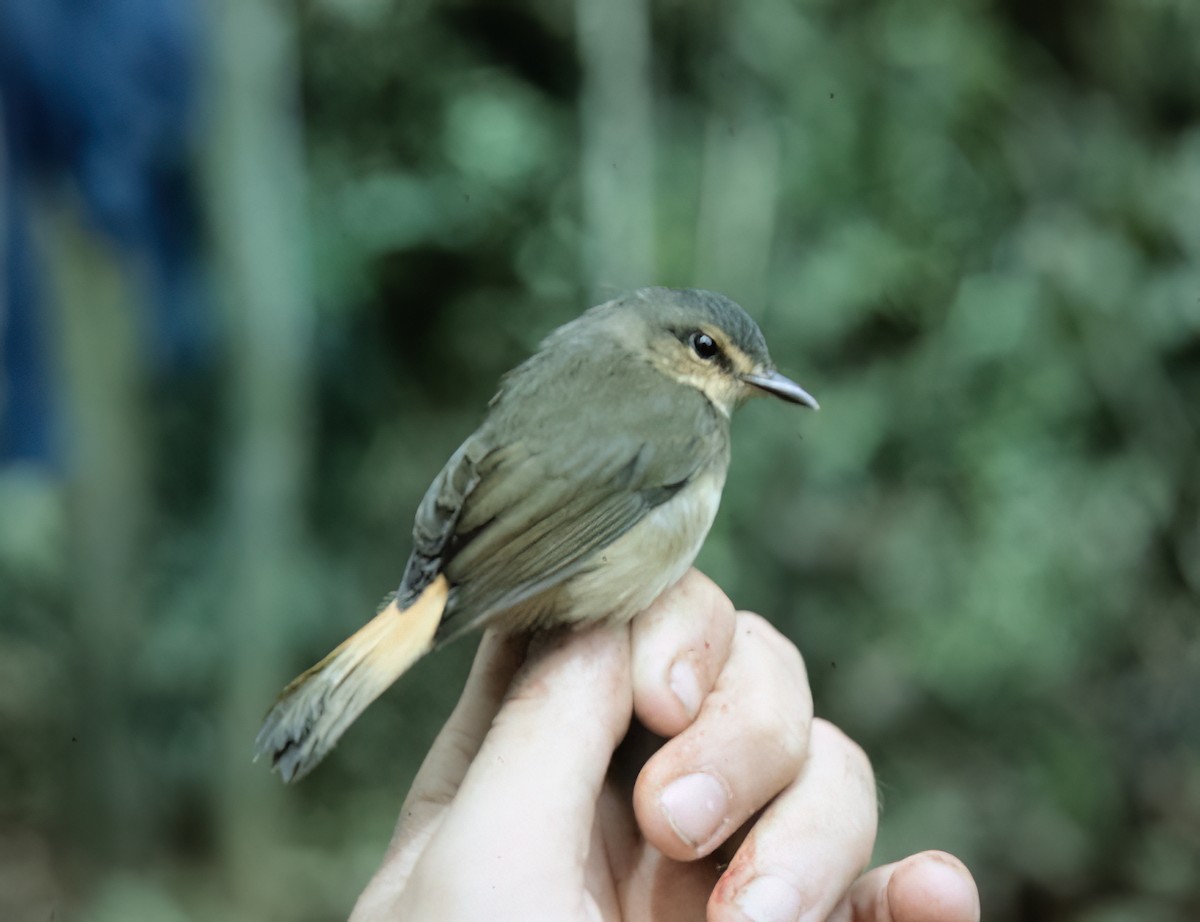 Buff-rumped Warbler - ML638603181