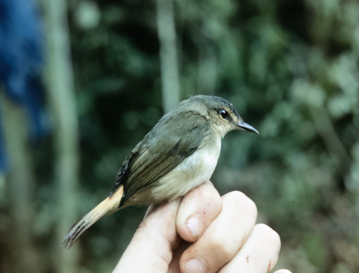 Buff-rumped Warbler - ML638603182