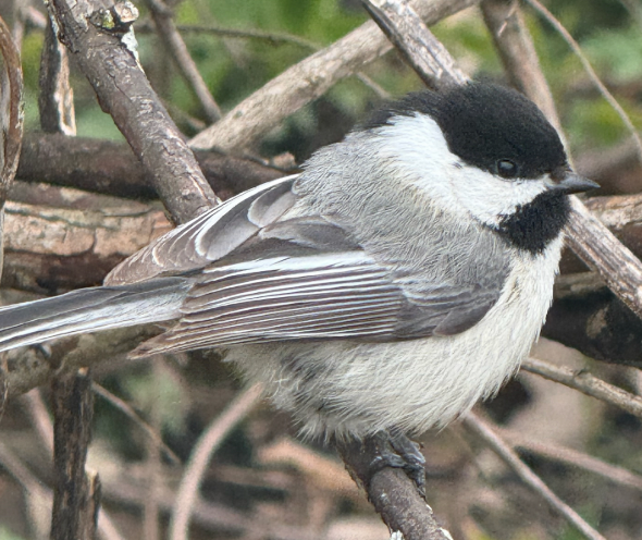 Black-capped Chickadee - ML638603185