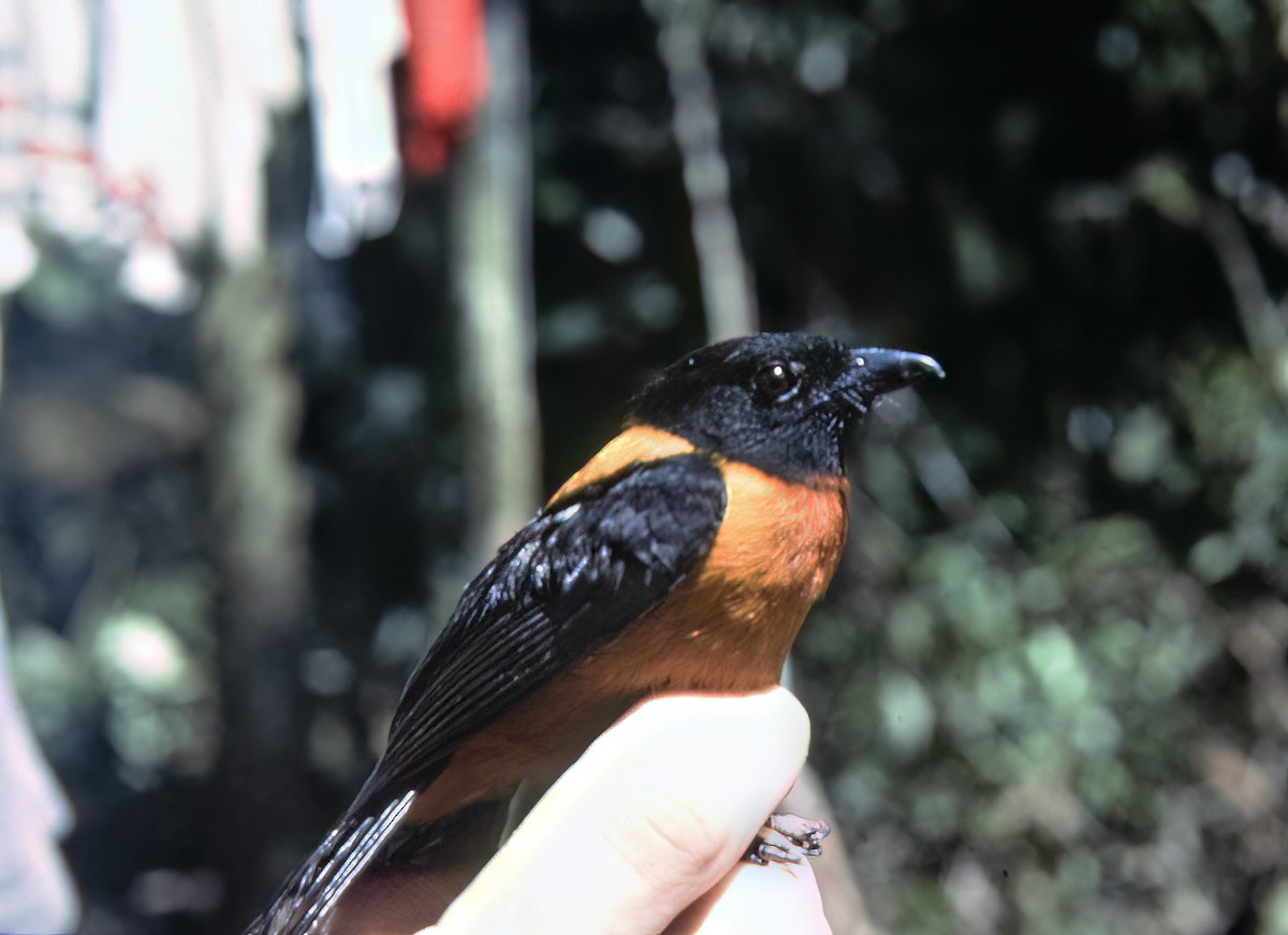 Tangara mordoré - ML638603202