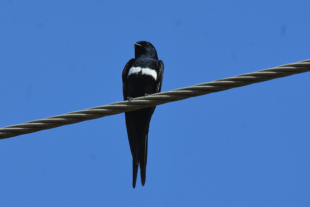 White-banded Swallow - ML638603216