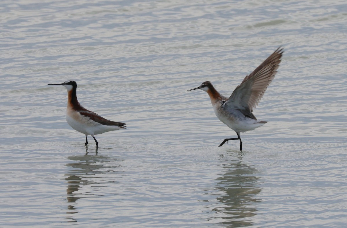 Wilson's Phalarope - ML638603231