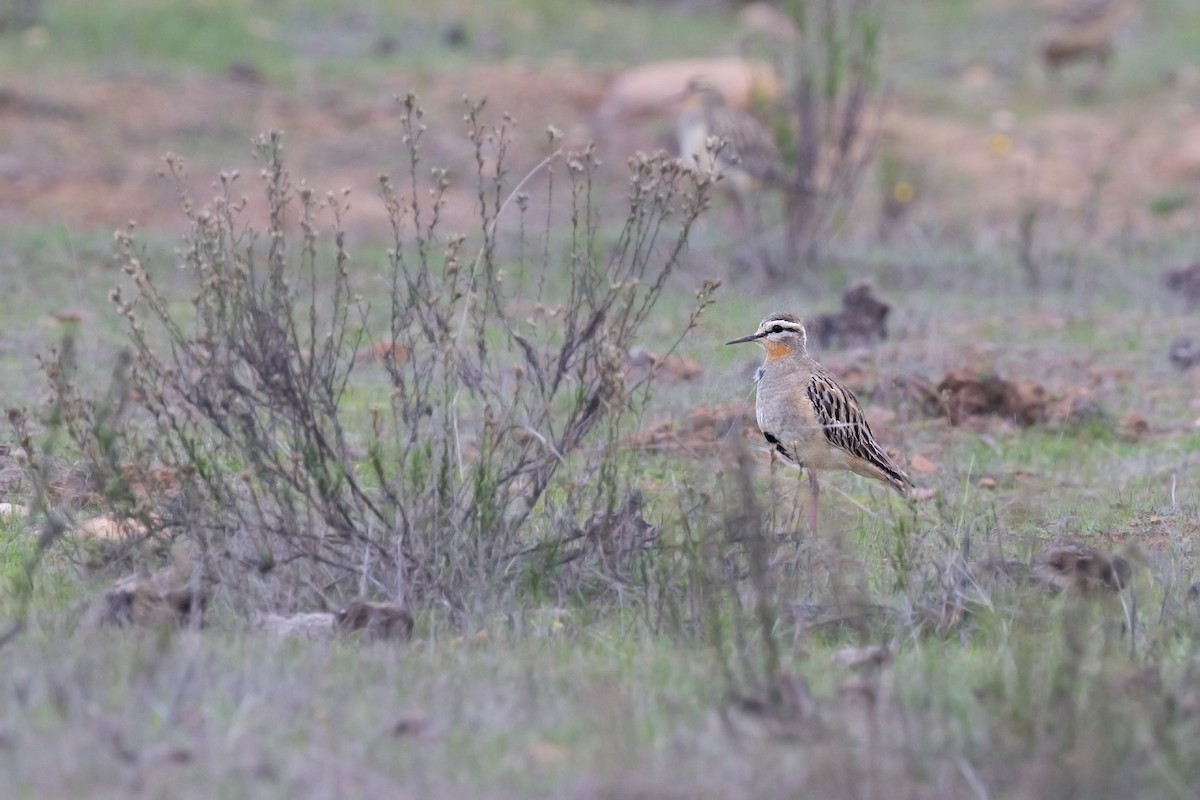 Tawny-throated Dotterel - ML638603236