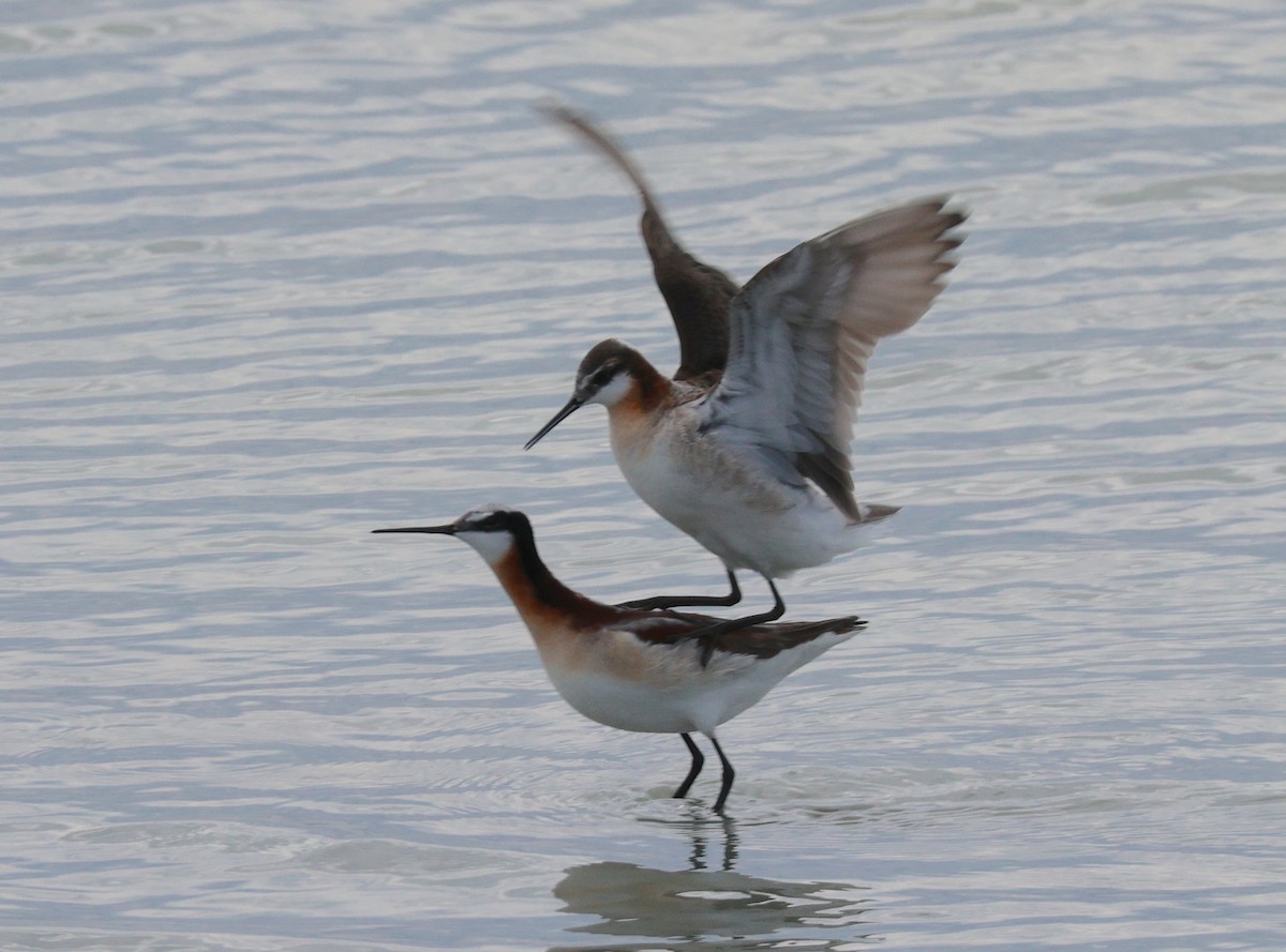 Wilson's Phalarope - ML638603246